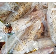 신진도꽃게 국내 태안 조업 생물 냉동 횟감 숙회용 꼴뚜기 1kg, 1개, 숙회용 1kg