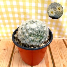 구름선인장 아이스크림 백성선인장 플라스틱이색포트, 1개, 소품