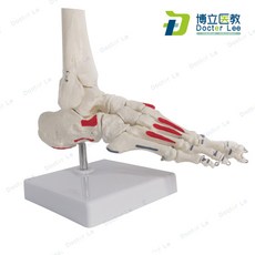 발 뼈 모형 발목 정형외과 발뼈 관절 인체 병원 의학 인대 교육 과학 인체 교구, C형 근육 발뼈, 3. C형 근육 색상 포함