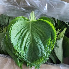 [하루담음] 업소용 밀양 찹찹이 깻잎 대용량 2kg, 1박스