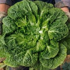 제철 신선한 아삭 달큰한 봄동 2kg 4kg