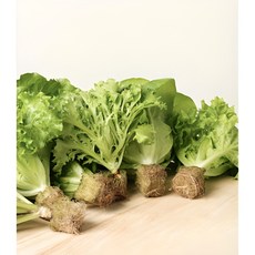 [그로운] 뿌리가 살아있는 유러피언 샐러드 상추6종 산지직송 유럽상추 [원산지:국산(경상남도 사천시)], 1kg, 1박스