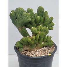 [가람다육] 구름새철화 선인장, 1개, 구름새철화329