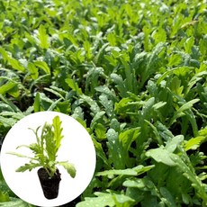 새마을총각 쑥갓모종, 2개