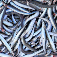 [건어물녀] 동해안 산지직송 양미리 20마리 반건조 건어물 반찬 생선 열빙어 시사모, 680g~690g내외(20미), 1개