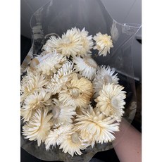 荷蘭進口麥桿菊乾燥花原裝把，五色可選，DIY花材乾燥花藝設計首選, 米白