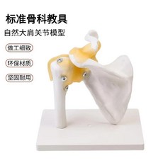 무릎 관절 기능 모델 모델 관절 어깨 관절 팔꿈치 가동 손 골격 관절 고관절 관절 발, 자연스러운 손 관절