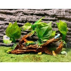 蛋叔叔 榕葉樹根 LL5001 仿真植物 樹藤 睫角守宮 變色龍 巨人守宮 甲蟲 樹蛙 造景 半水景 幼蛇, 1個