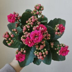 [무지개꽃/ 색상선택17종] 칼란디바 (카랑코에 겹꽃), 13. 심홍색 마젠타 (보카라), 1개