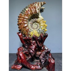 海螺造型擺件 【長:20公分 寬:15公分 高:30公分 重:3.3kg】含座, 羊角鸚鵡螺