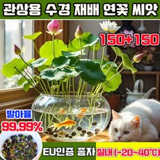 50+50/100+100 연꽃 씨앗 관상용 수경 재배 연꽃 씨앗 수련 연꽃 씨앗 미니수련 연꽃 씨앗 수경재배 미니 연꽃 씨앗 사계절 꽃핀다 수경식물 실내식물, 300개