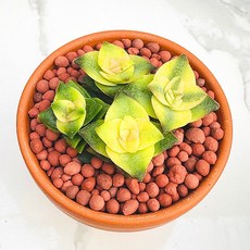 다육식물 선인장 남십자성 농장직송 산아래 다육이 생명력최고 키우기쉬운 공기정화 전자파차단, 1개, 골드