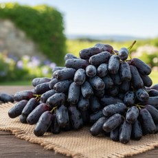 [특가딜] 초고당도 사파이어 포도 씨없는 포도 마지막찬스, 1개, 500g