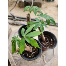 카사바 모종, 1개