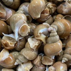 [선주직판] 국내산 당일조업 산소포장 구룡포 자연산 백골뱅이 백고동, 1개, 급냉 백고동 소(40~50미) 1kg