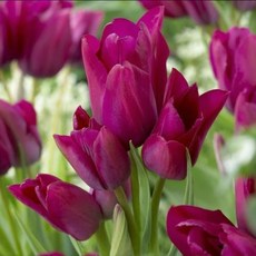 [나은식물원]52.[튤립 모종] 나이트클럽 다화성-10cm 2포트