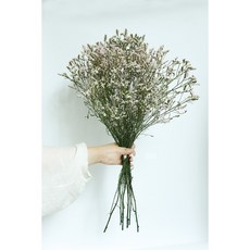 가팡 드라이플라워 DRYB215 시넨시스, 핑크 11번