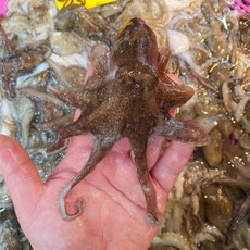 국내산 급냉 활 쭈꾸미 남해안 산지직송 급냉 주꾸미, 1개, 2kg