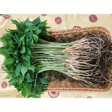 영광 다은 새싹삼 깨끗한 식당용 카페용 가정용 선물용, 1박스