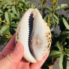 조개화석 암모나이트 화석 원시 천연 수정 돌 화석 석영 거친 껍질 조가비 80, 1pc 80mm-90mm