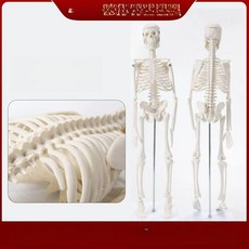 85cm 인체 신경 모형 해골 뼈 근육, 45cm 골격 모형