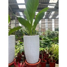 霏霏園藝富貴花燭組合陶子盤 室內盆栽 花燭盆栽 居家裝飾 綠植盆栽 美化環境, 福貴組合1000元70-80公分, 1個