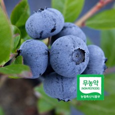 아침에 딴 무농약 블루베리 생과 16mm이상 200g 프리미엄 국내산 산지직송, 없음, 없음, 상세설명 참조