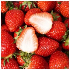 [초록자연] 죽향 딸기 500g(500gx1팩)(특) 가정용