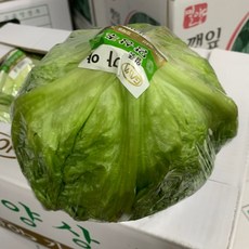 [디올팜]국내산 양상추, 5개, 500g