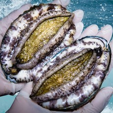 친절한이서방 왕특대 활전복 완도 전복 직거래, 1박스, (중) 10-11미 500g