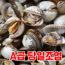 [살통통] 국산 벌교 꼬막 새꼬막, 1박스, 1kg