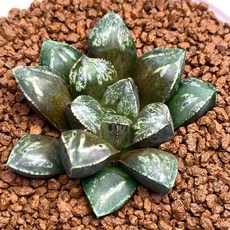 多肉植物 觀賞植栽, 1個