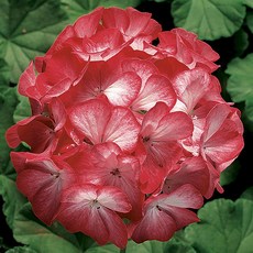 T53-5 蘋果天竺葵種子 緋紅星色 分枝多 可做乾燥花, 1包