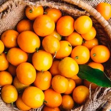 금귤 낑깡 500g 껍질, 금귤 낑깡 502g