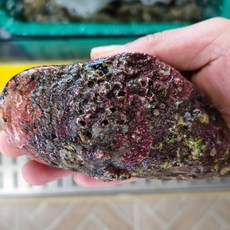 안면도 자연산 홍합 섭 담치1kg 특대/왕특대, 1개, 자연산 홍합 특대(3~5미)