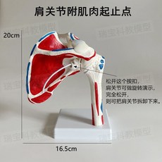A880 인체모형 회전근개 어깨, 어깨관절에 부착된 근육의 기시점과 삽입점