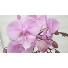 [신라난농원]호접란.우성왕자.꽃대.(고급스럽고 예쁜 핑크색).아주예쁨.고급종.색상예쁨.고급.인기상품.재입고.필독뒷사진참고., 1개