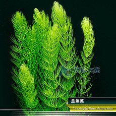 【AC草影】金魚藻 耐熱 新手水草 簡單種植 不須CO2 水草造景 除藻 造景裝飾, 1個