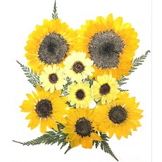 압화종합팩 해바라기(대중소) 모음 부의상징 교육공예 솔체압화