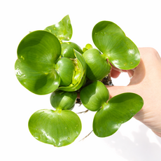 부레옥잠 수생식물 수경재배 수중 수생 어항 연못 대성식물, 1개