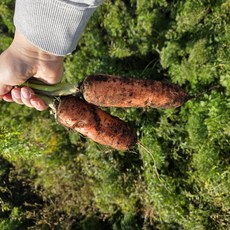 재구매1등 제주직송 아삭향긋 구좌 당근, 1박스, 3kg(중)