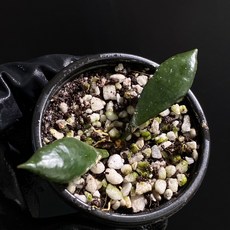 호야 라쿠노사 블랙 스몰리프 스몰 리프 동일품배송