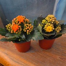 안녕두구동 칼란디바 겹꽃 2개 다육식물