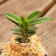 [금비농원] 천옥보/부귀란 두엽풍란 석부작 공기정화 식물, 1개