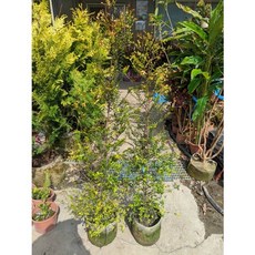 霏霏園藝 紫檀 7吋盆栽，一箱可裝兩棵, 1個