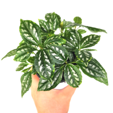 수박필레아페페 키우기 실내공기정화식물, 1개