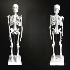 척추뼈모형 관절 골격 척추 뼈모형 의료용 인체 교육용 요추 해부학 전시, 45 cm, 1개