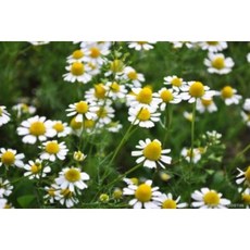 [허니솝] 추출물 모음 (수제비누 화장품 DIY재료), 09. 카마모일 추출물 100ml, 1개