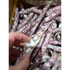[다산고고마켓] 국내산 햇 호랑이콩 울타리콩 매화콩 강낭콩 매일 새벽 경매 1박스, 500g