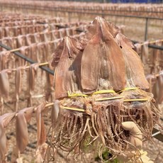 [일억수산] 동해안 국산 국내산 덕장직송 마른오징어 해풍 건조 오징어 건오징어, 1개, 국산 마른오징어 5마리 250g 내외